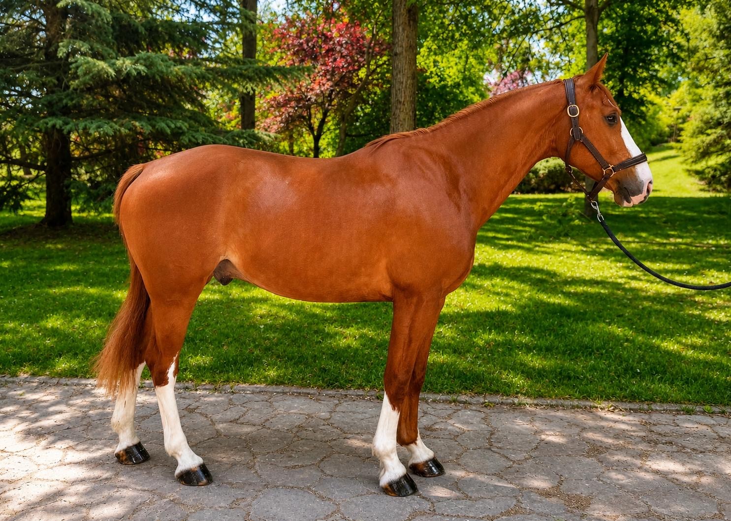 horse